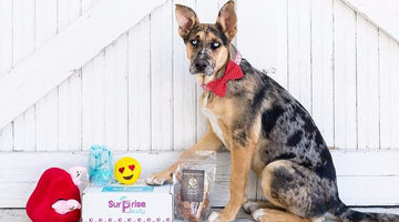 Image of 2 Subscription Boxes to Celebrate National Dog Day