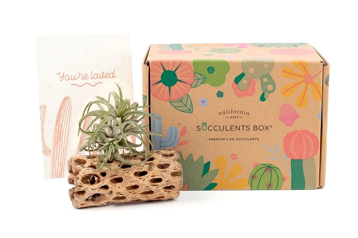 Succulent Subscription Box orders - 1 plant