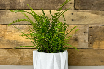 Lemon Button Fern