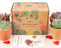 Succulents Box