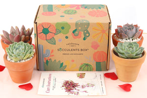 Succulents Box