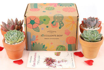 Succulents Box