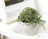 Airplant Box