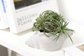 Airplant Box