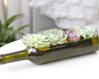 Succulent Wine Bottle Arrangement 12″ x 3″ x 4″, Succulent Home Decoration, Christmas Plant Gift