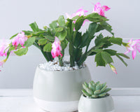 Random Color Blooming Christmas Cactus Thanksgiving Cactus, 2/4/6/8 inch Grower Plant Pot