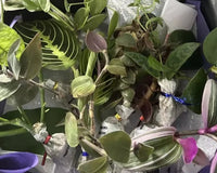 Houseplant Cuttings Variety Box (One Time Purchase)