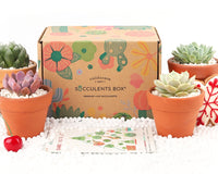 Succulents Box