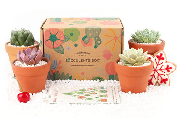 Succulents Box