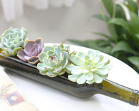 Succulent Wine Bottle Arrangement 12″ x 3″ x 4″, Succulent Home Decoration, Christmas Plant Gift