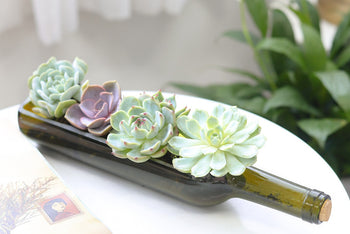 Succulent Wine Bottle Arrangement 12″ x 3″ x 4″, Succulent Home Decoration, Christmas Plant Gift