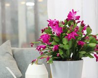 Random Color Blooming Christmas Cactus Thanksgiving Cactus, 2/4/6/8 inch Grower Plant Pot