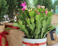 Random Color Blooming Christmas Cactus Thanksgiving Cactus, 2/4/6/8 inch Grower Plant Pot