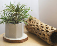 Airplant Box