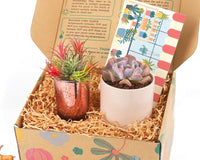 Gift Box - 1 Airplant & 1 Succulent, Live Plant Christmas Holiday Gift Ideas