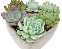 Succulent Heart Arrangement 7-inch, Succulent Gift Decor Ideas