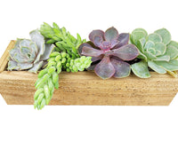 Succulent Arrangement Centerpiece Rectangle Wooden Planter 10″ x 3.5″ x 3″