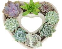 Large 9 inch Succulent Heart Arrangement, Live Succulent Gift Decor Ideas