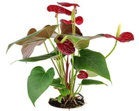 Anthurium Red Flamingo Flower, Christmas Holiday Plant Decoration