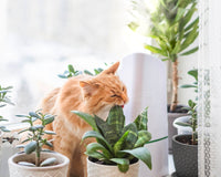 Plant Pet Club