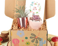 Gift Box - 1 Airplant & 1 Succulent, Live Plant Christmas Holiday Gift Ideas