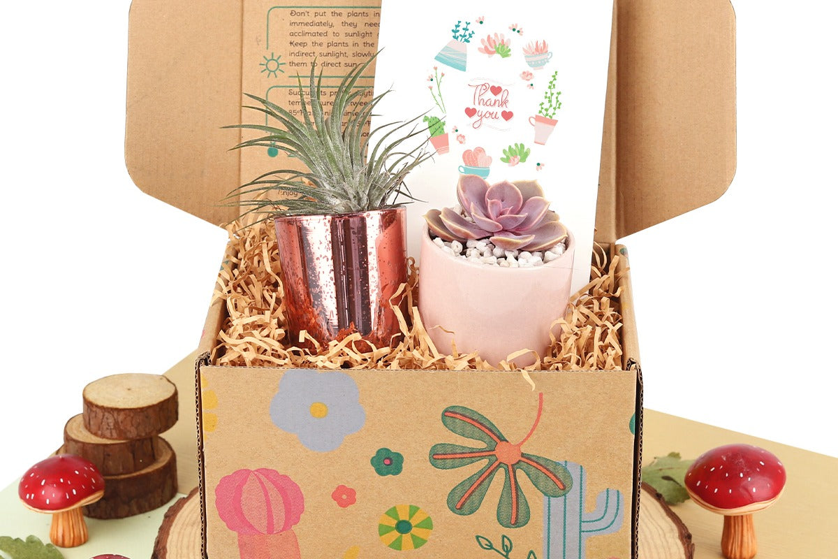 Gift Box - 1 Airplant & 1 Succulent, Live Plant Christmas Holiday Gift Ideas