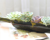 Succulent Wine Bottle Arrangement 12″ x 3″ x 4″, Succulent Home Decoration, Christmas Plant Gift