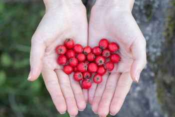 Past Box: Herbs for a Happy Heart