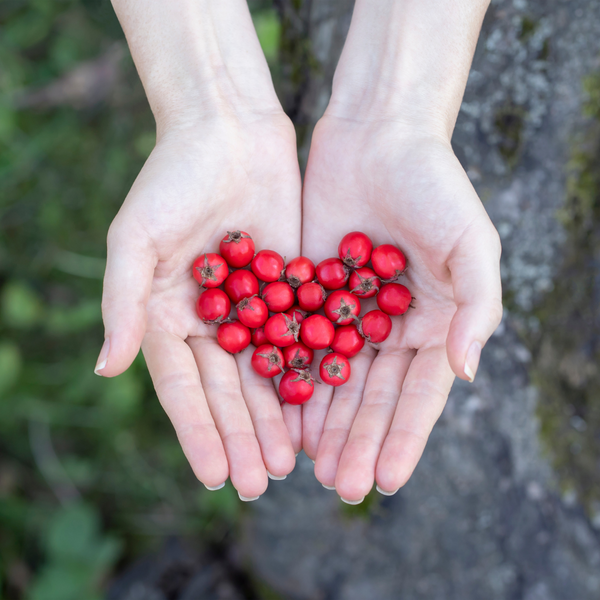 Past Box: Herbs for a Happy Heart