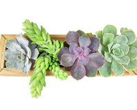 Succulent Arrangement Centerpiece Rectangle Wooden Planter 10″ x 3.5″ x 3″