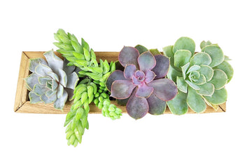 Succulent Arrangement Centerpiece Rectangle Wooden Planter 10″ x 3.5″ x 3″