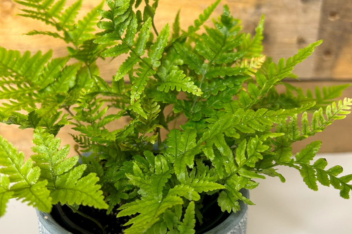 Autumn Fern