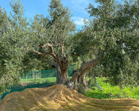 Bi-monthly Italian Extra Virgin Olive Oil Experience