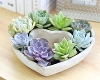 Large 9 inch Succulent Heart Arrangement, Live Succulent Gift Decor Ideas