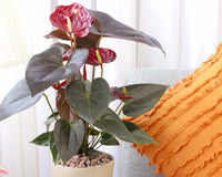 Anthurium Red Flamingo Flower, Christmas Holiday Plant Decoration