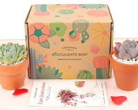 Succulents Box