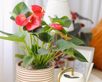 Anthurium Red Flamingo Flower, Christmas Holiday Plant Decoration