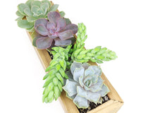 Succulent Arrangement Centerpiece Rectangle Wooden Planter 10″ x 3.5″ x 3″