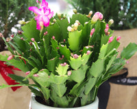 Random Color Blooming Christmas Cactus Thanksgiving Cactus, 2/4/6/8 inch Grower Plant Pot