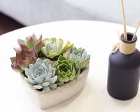 Succulent Heart Arrangement 7-inch, Succulent Gift Decor Ideas