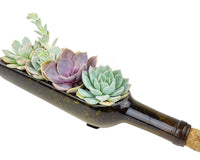 Succulent Wine Bottle Arrangement 12″ x 3″ x 4″, Succulent Home Decoration, Christmas Plant Gift