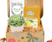 Warmest Wishes Succulent Gift Box - 1 Succulent & 1 Box of Lemon Ginger Tea, Christmas Holiday Gift Ideas