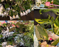 Houseplant Cuttings Variety Box (One Time Purchase)