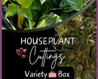 Houseplant Cuttings Variety Box (One Time Purchase)