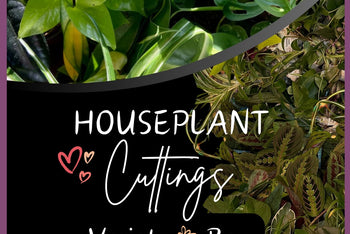 Houseplant Cuttings Variety Box (One Time Purchase)