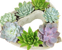 Large 9 inch Succulent Heart Arrangement, Live Succulent Gift Decor Ideas