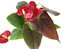 Anthurium Red Flamingo Flower, Christmas Holiday Plant Decoration