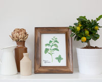 Original Botanical Art Prints (5x7)