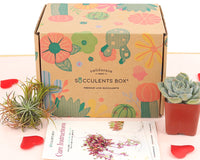 Succulents Box