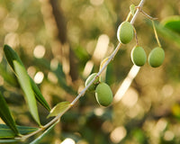 Aceto d'Olio